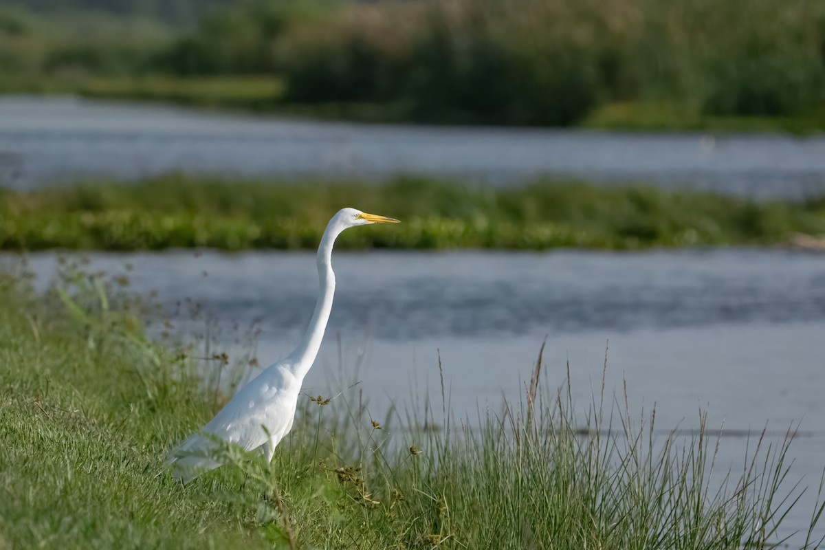 Great Egret - Ryan Garrison