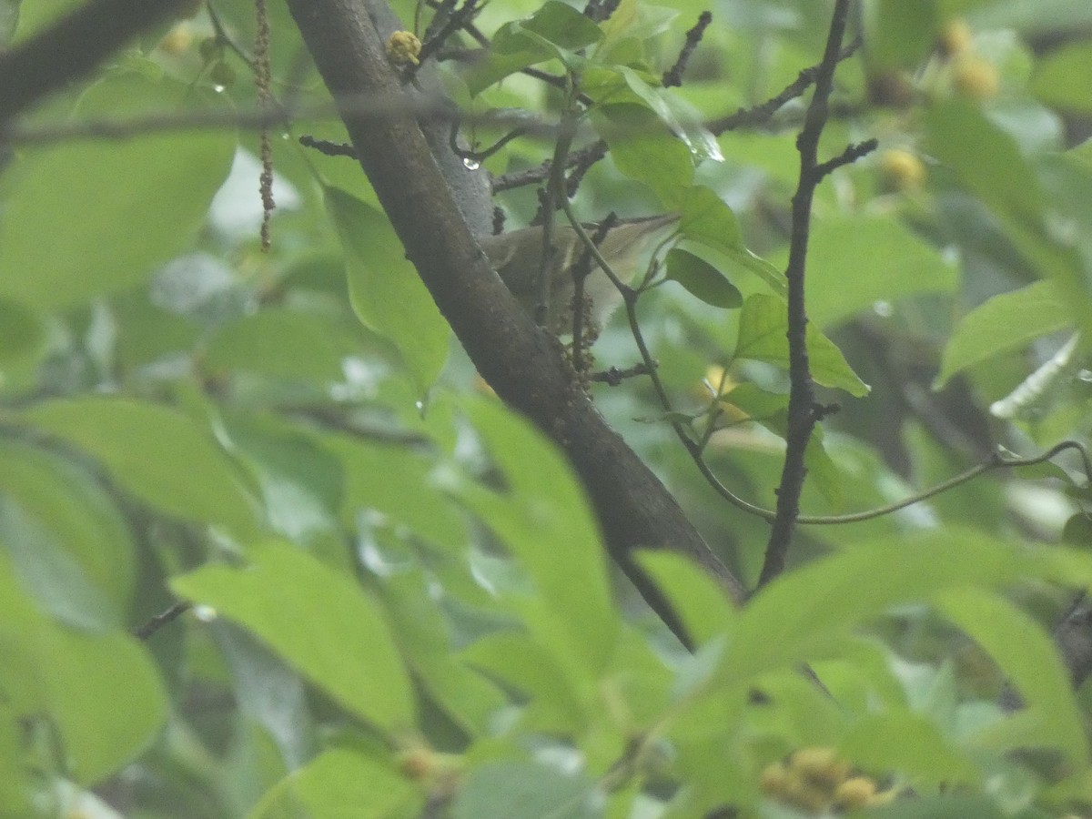 Yellow-browed Warbler - ML618478849