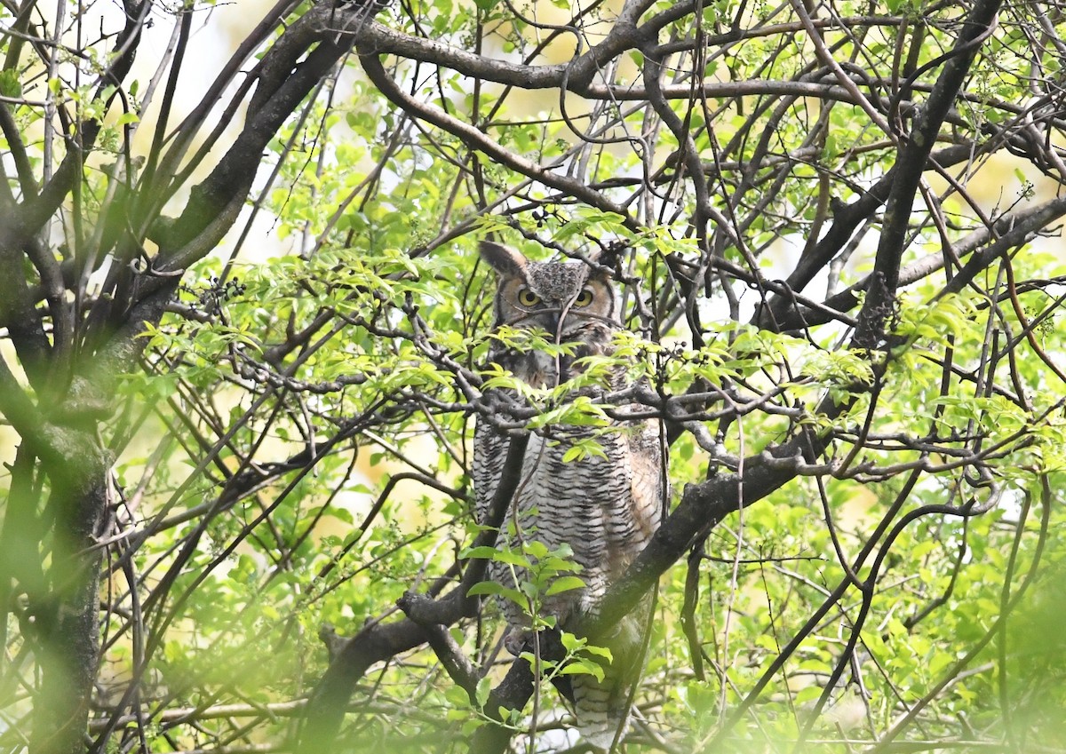 Great Horned Owl - ML618478903