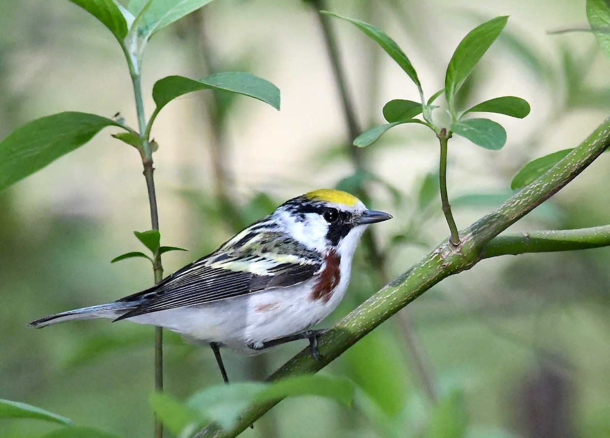 Paruline à flancs marron - ML618478911
