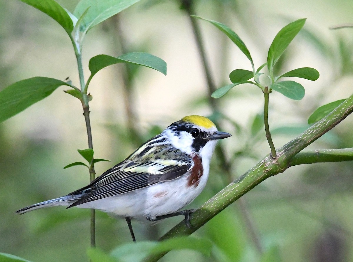 Paruline à flancs marron - ML618478912