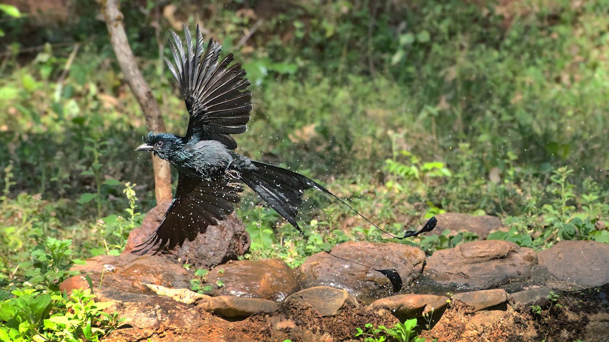 Drongo à raquettes - ML618478914