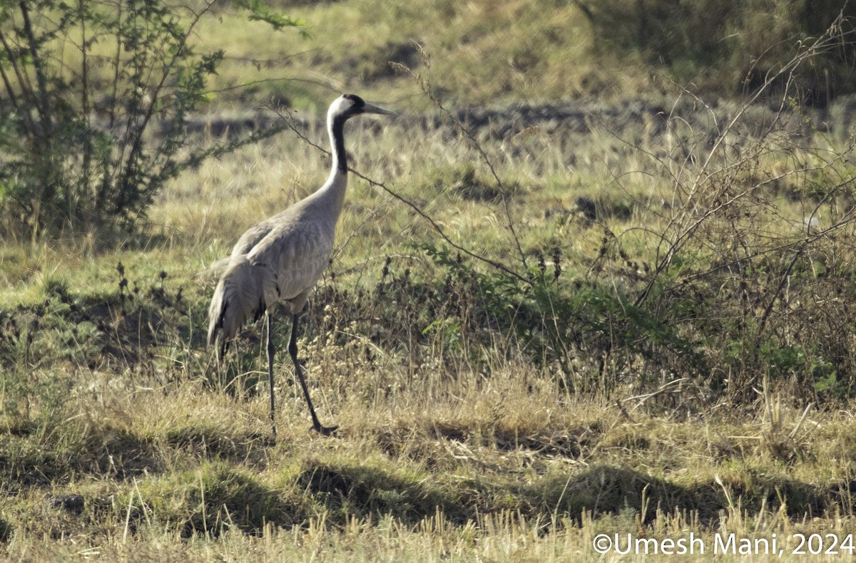 Common Crane - ML618478934