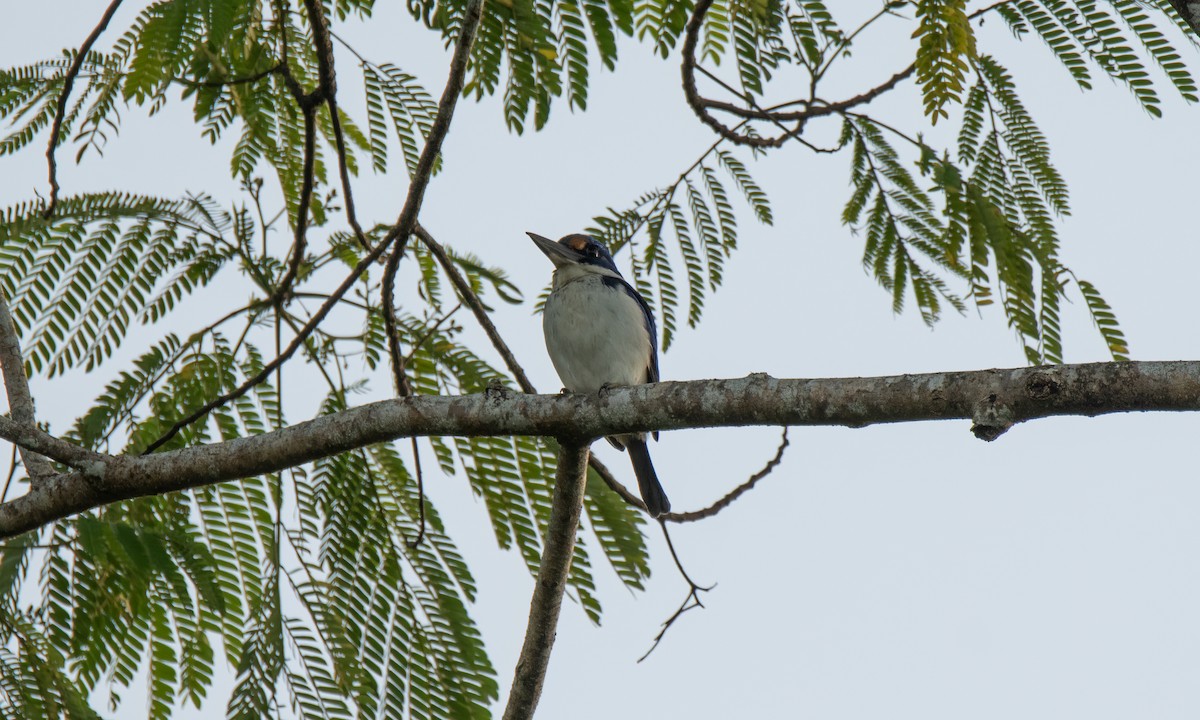 Rufous-lored Kingfisher - ML618478959