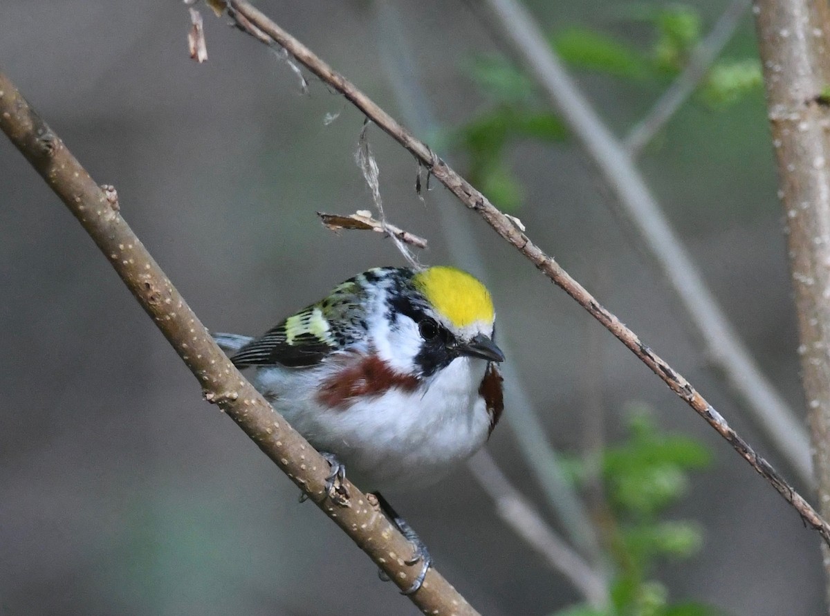 Paruline à flancs marron - ML618479032