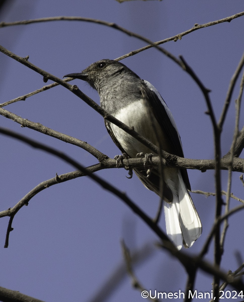 Oriental Magpie-Robin - ML618479042