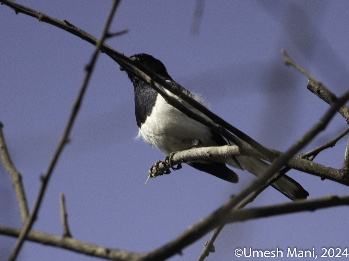 Oriental Magpie-Robin - ML618479043