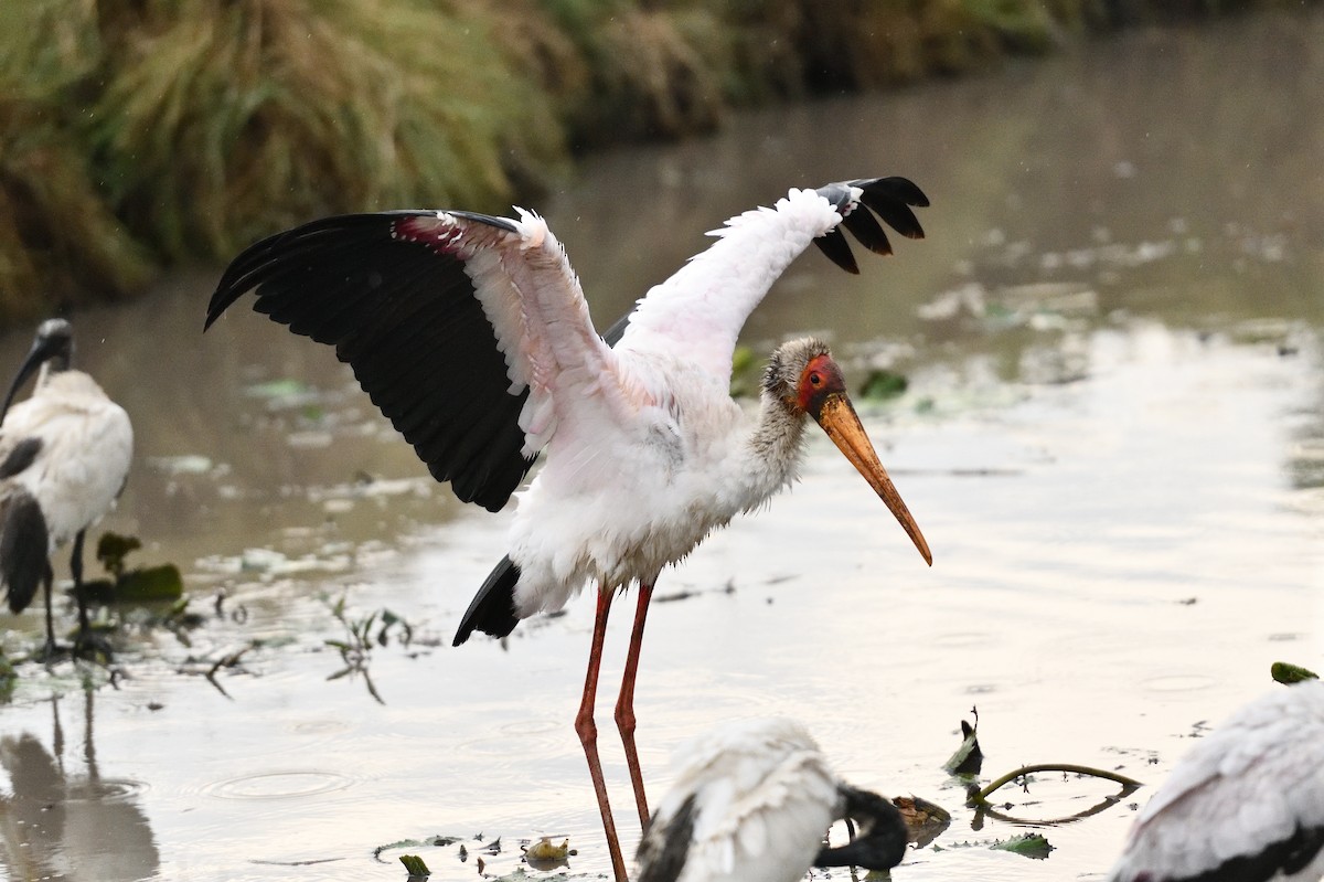 Yellow-billed Stork - ML618479049