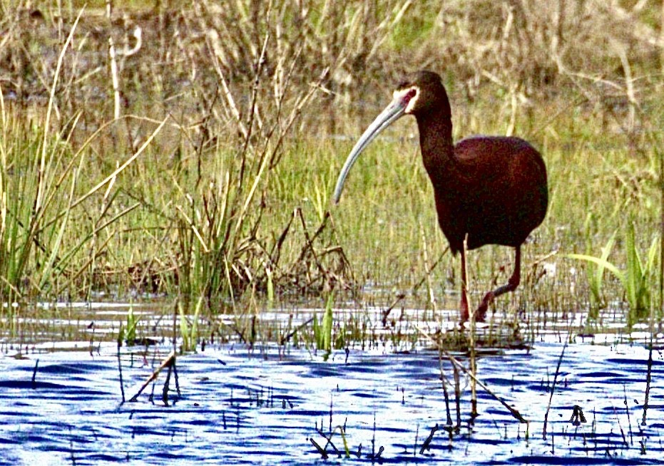 White-faced Ibis - ML618479067