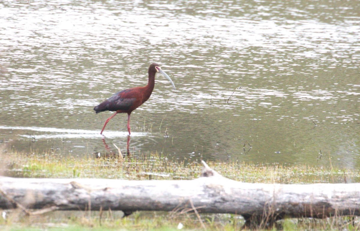 White-faced Ibis - ML618479068