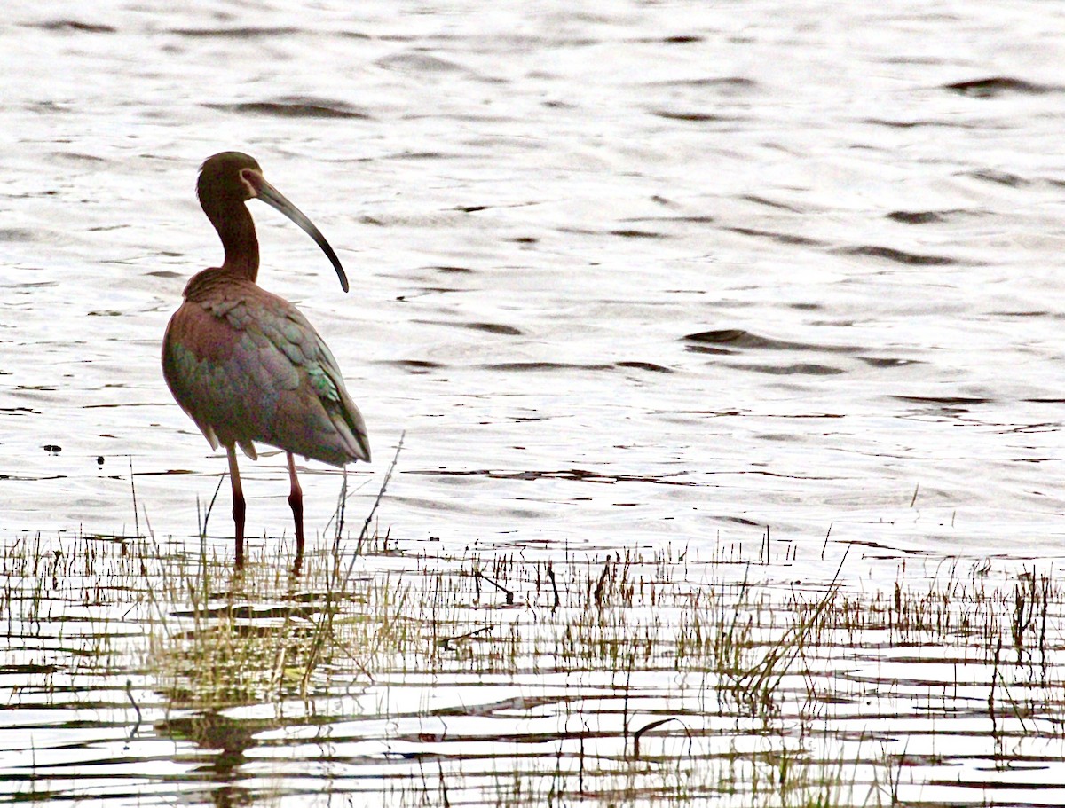 White-faced Ibis - ML618479069