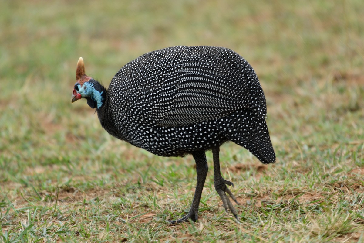 Helmeted Guineafowl - ML618479079