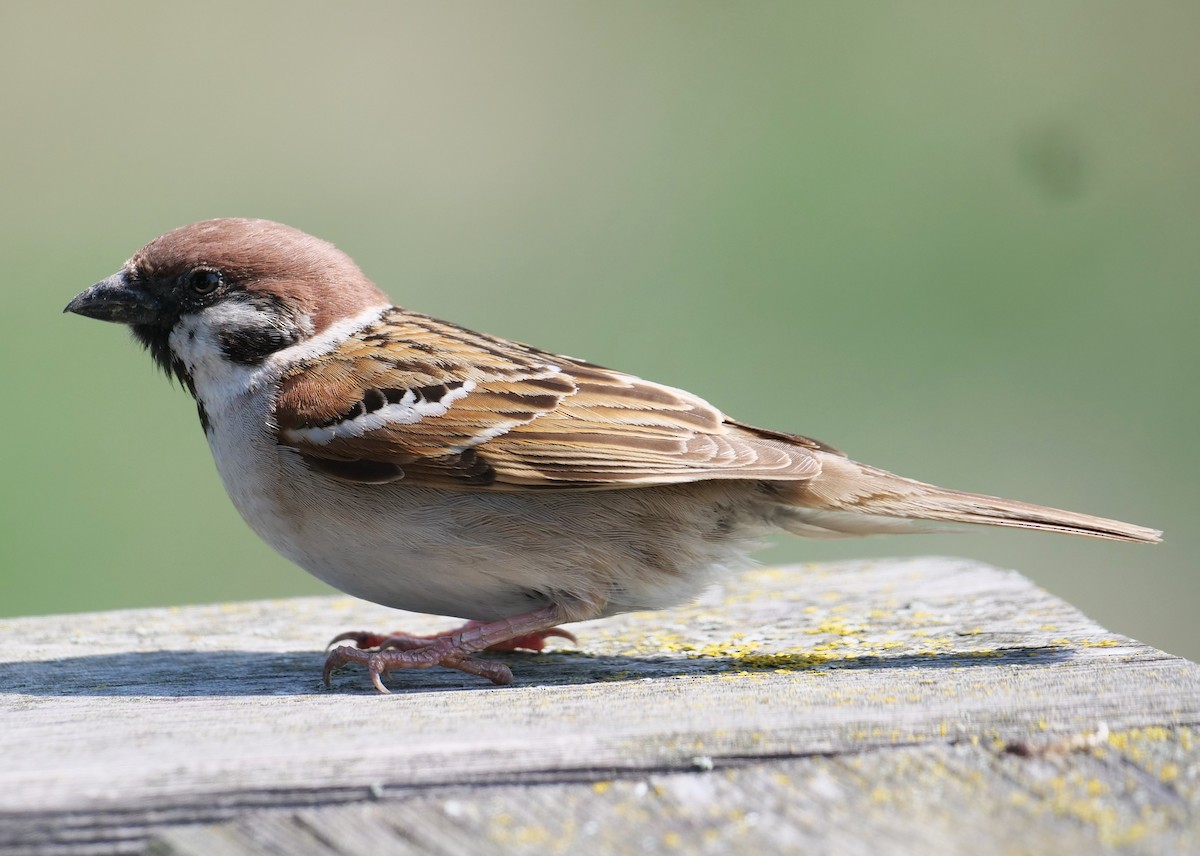 Eurasian Tree Sparrow - Helmut Schaffer