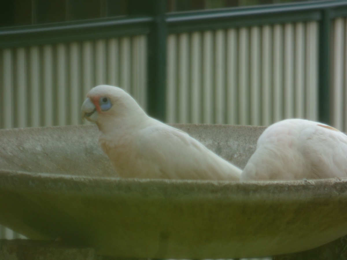 Cacatoès corella - ML618479093