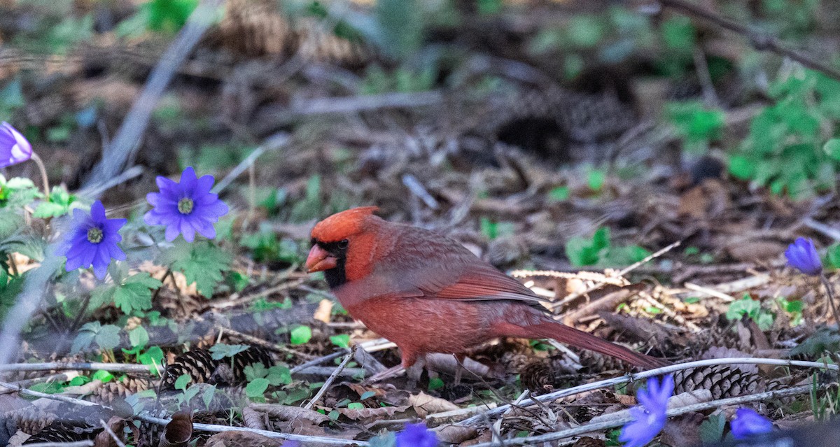 Northern Cardinal - Carolyn Meyer