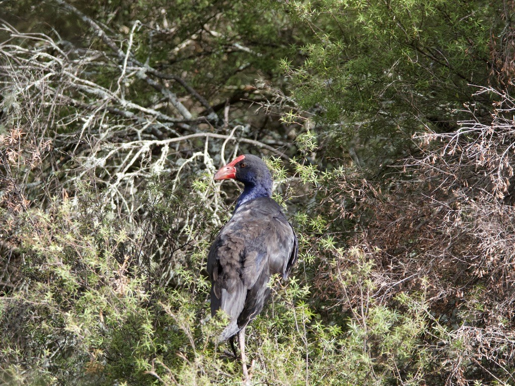 Australasian Swamphen - Yvonne van Netten