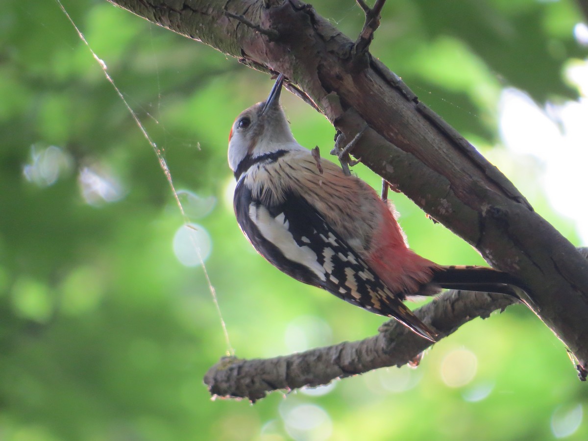 Middle Spotted Woodpecker - Bogdan  Rudzionek