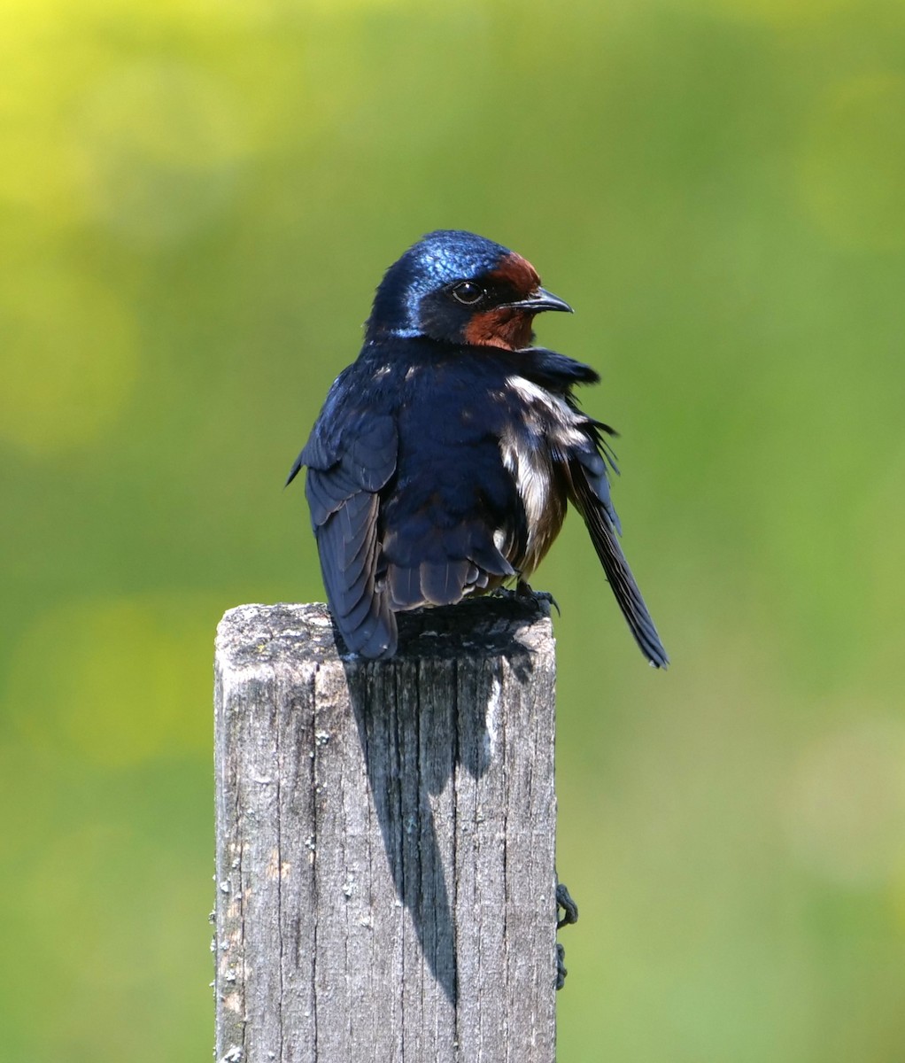 Barn Swallow - ML618479108