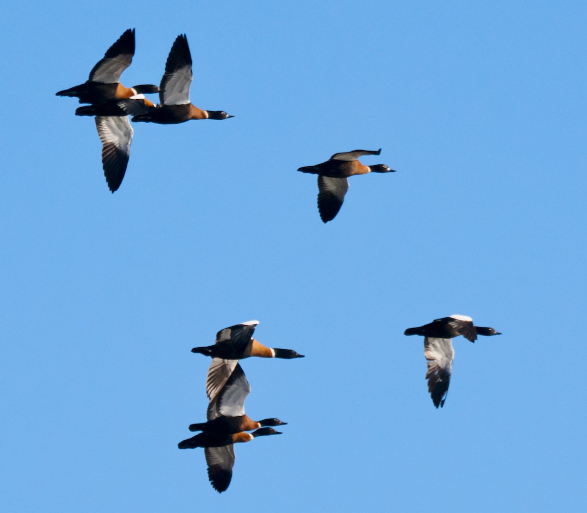 Australian Shelduck - ML618479112