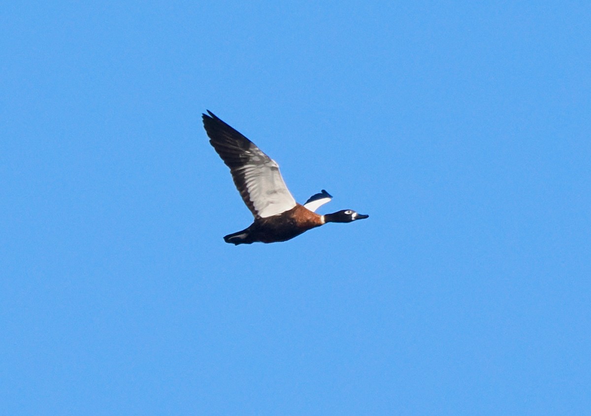 Australian Shelduck - ML618479113