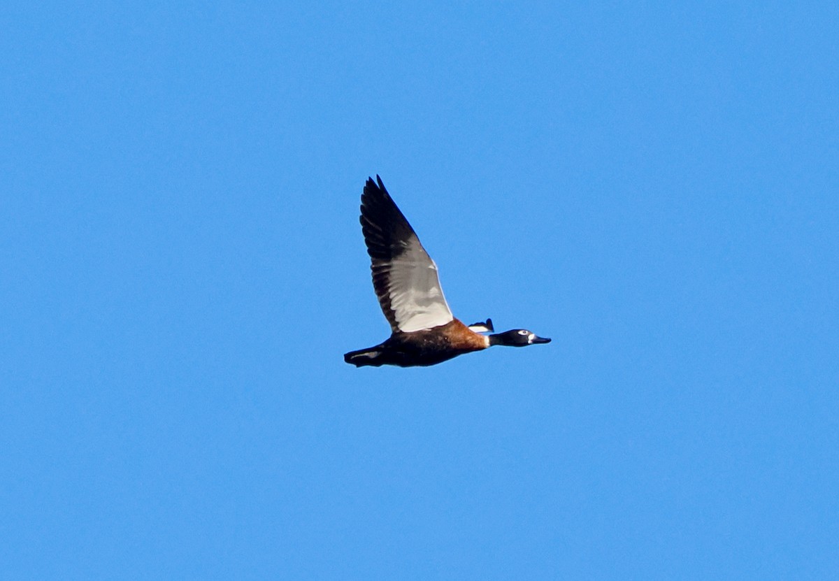 Australian Shelduck - ML618479115