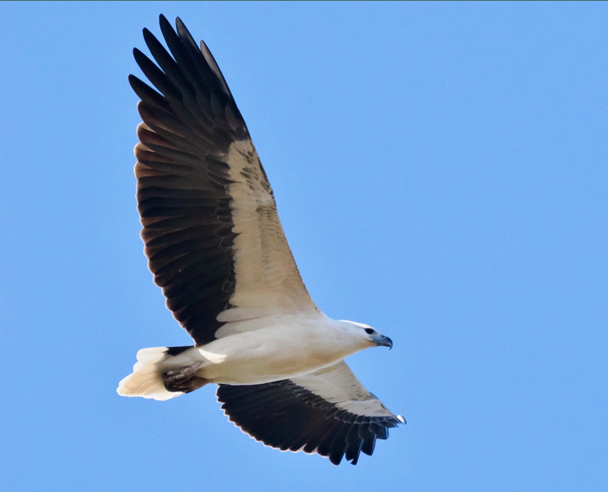 White-bellied Sea-Eagle - ML618479127