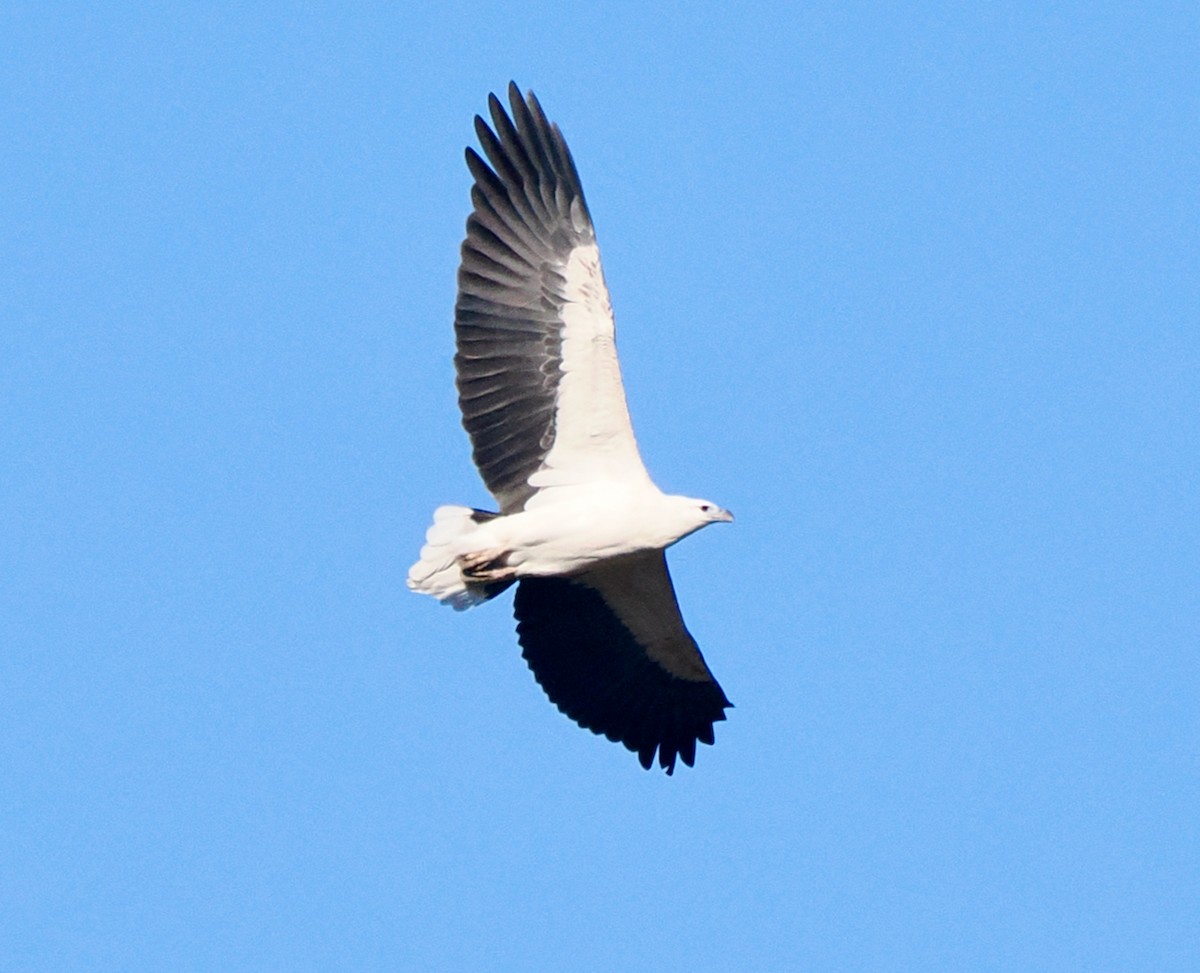 White-bellied Sea-Eagle - Ken Glasson