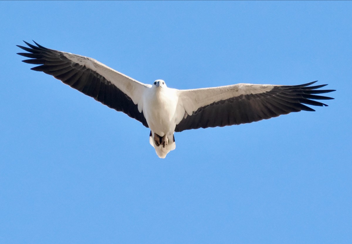 White-bellied Sea-Eagle - ML618479130