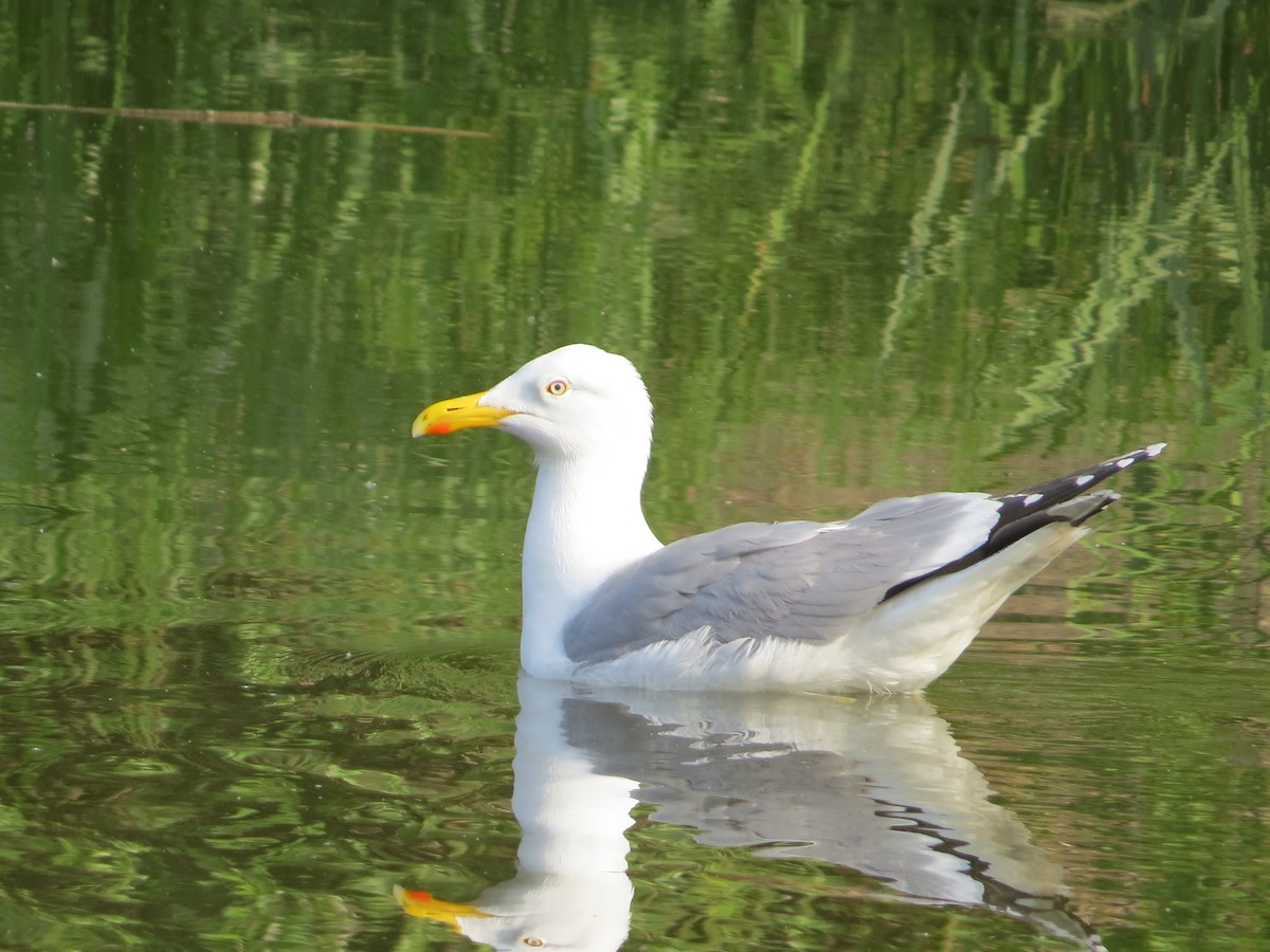 Herring Gull - Bogdan  Rudzionek