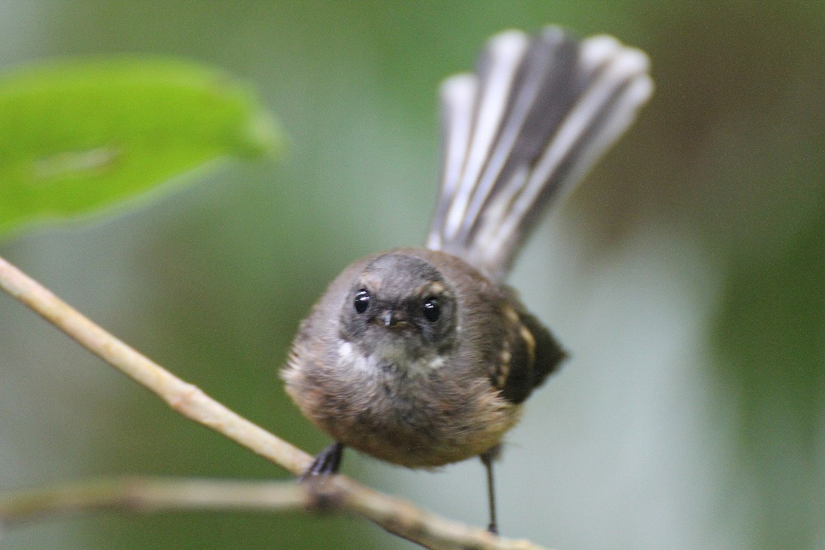 New Zealand Fantail - ML618479143