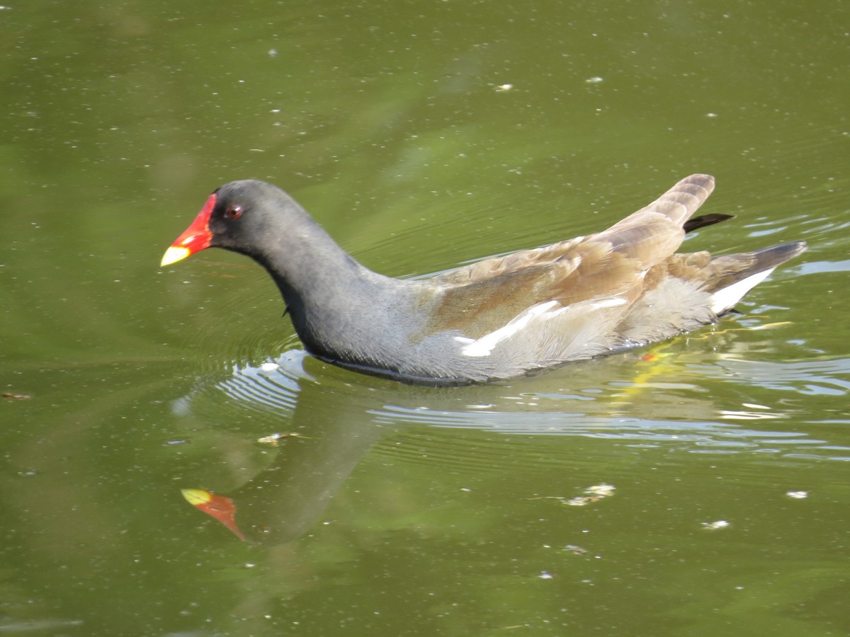 Eurasian Moorhen - Bogdan  Rudzionek