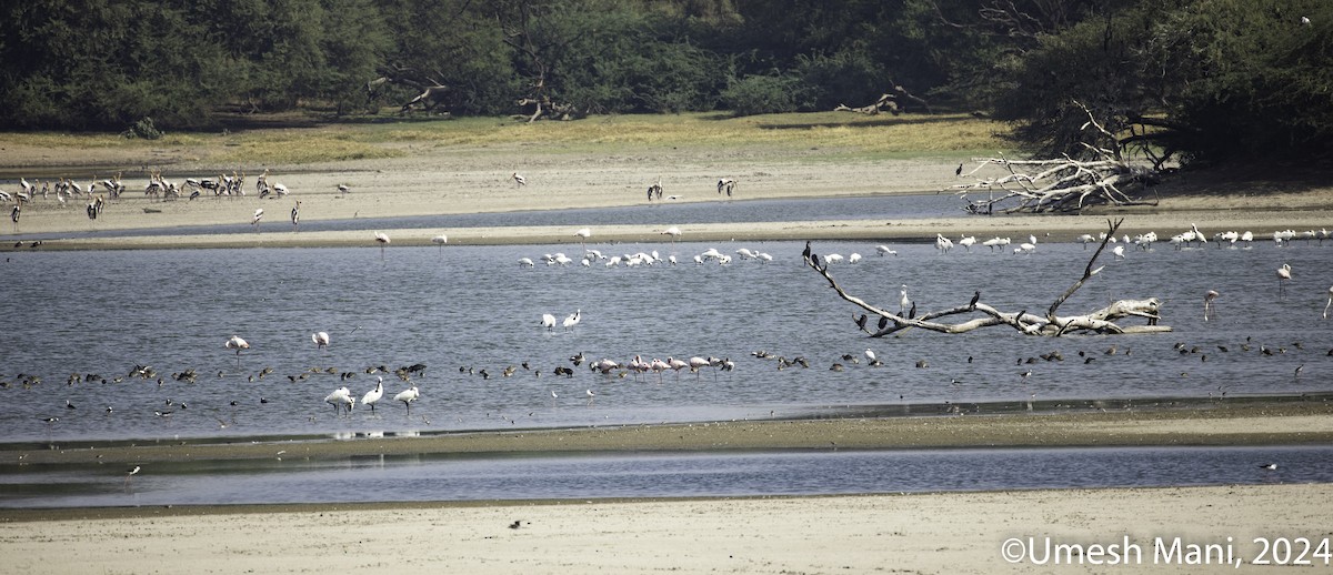 Lesser Flamingo - Umesh Mani