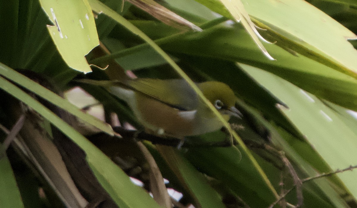 Silvereye - Yvonne van Netten