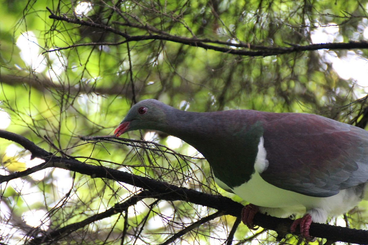 New Zealand Pigeon - Jonathan Boucher