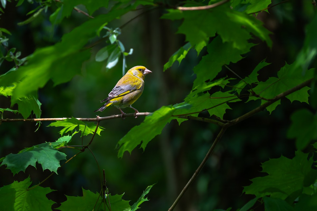 European Greenfinch - ML618479173