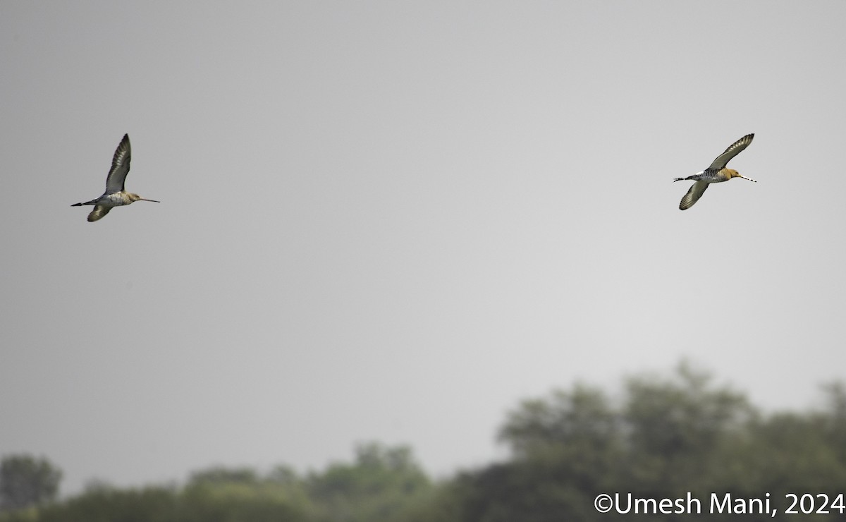 Black-tailed Godwit - Umesh Mani