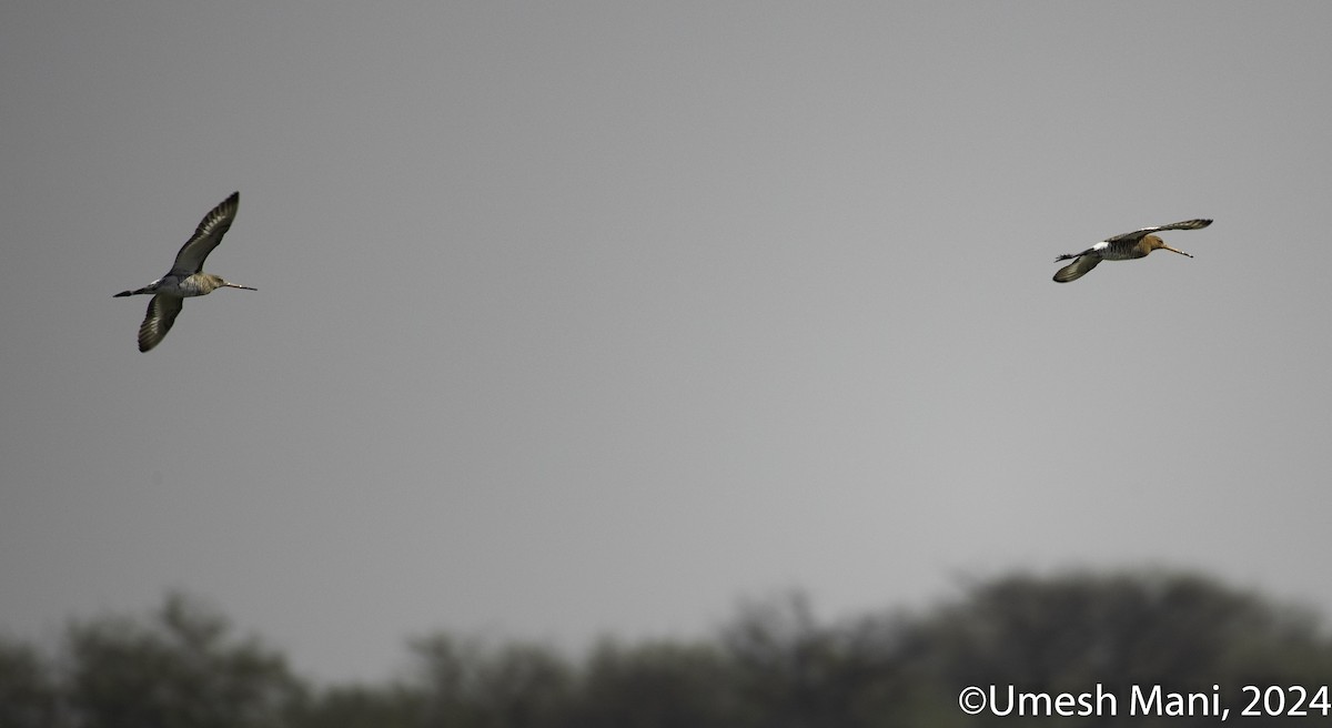 Black-tailed Godwit - Umesh Mani