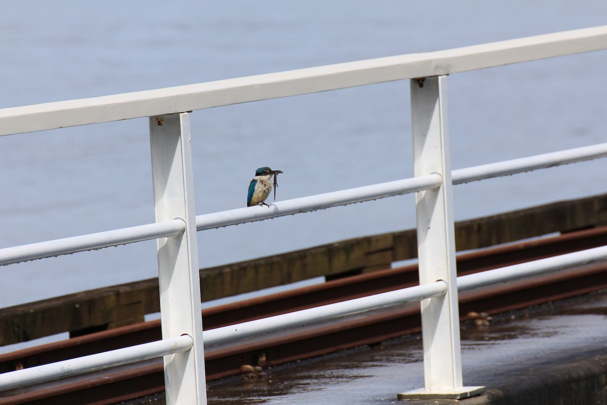 Sacred Kingfisher - ML618479217