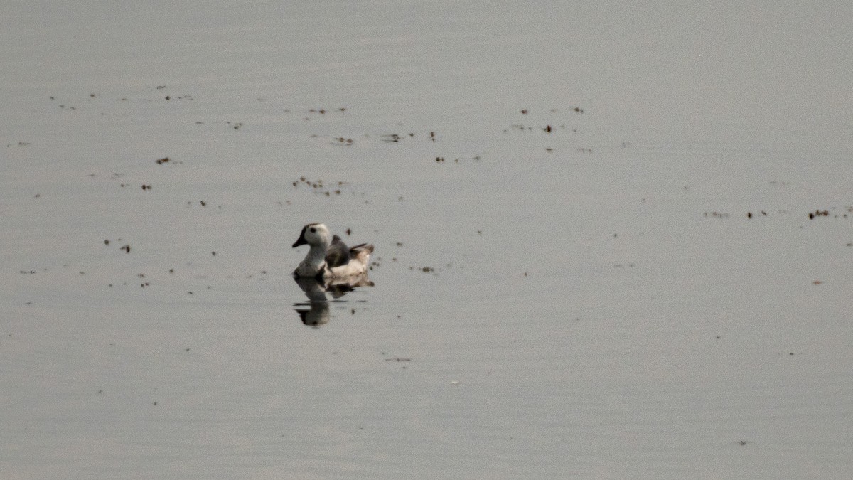 Cotton Pygmy-Goose - ML618479224