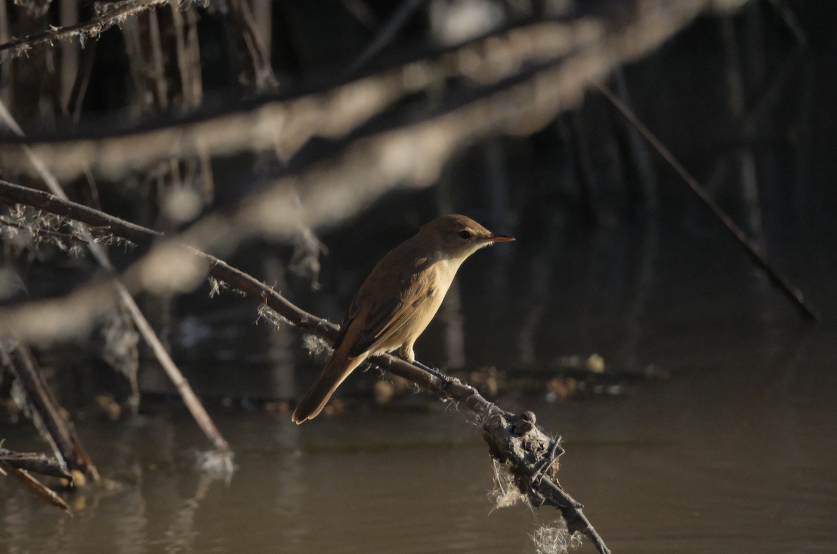 Australian Reed Warbler - TAEWON SON