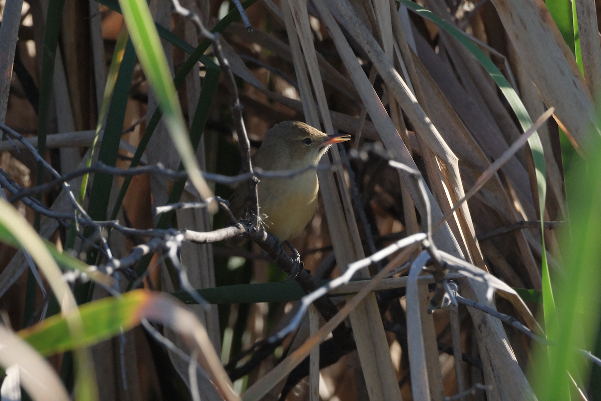 Australian Reed Warbler - ML618479226