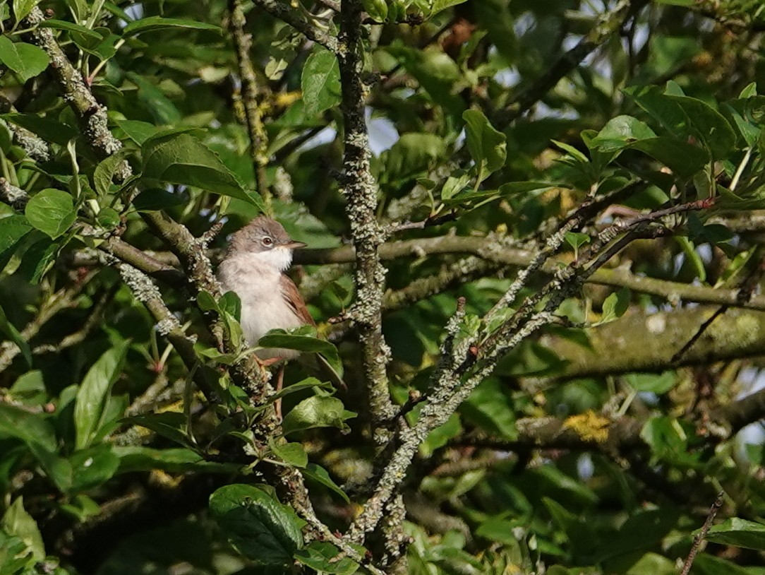 Greater Whitethroat - ML618479240