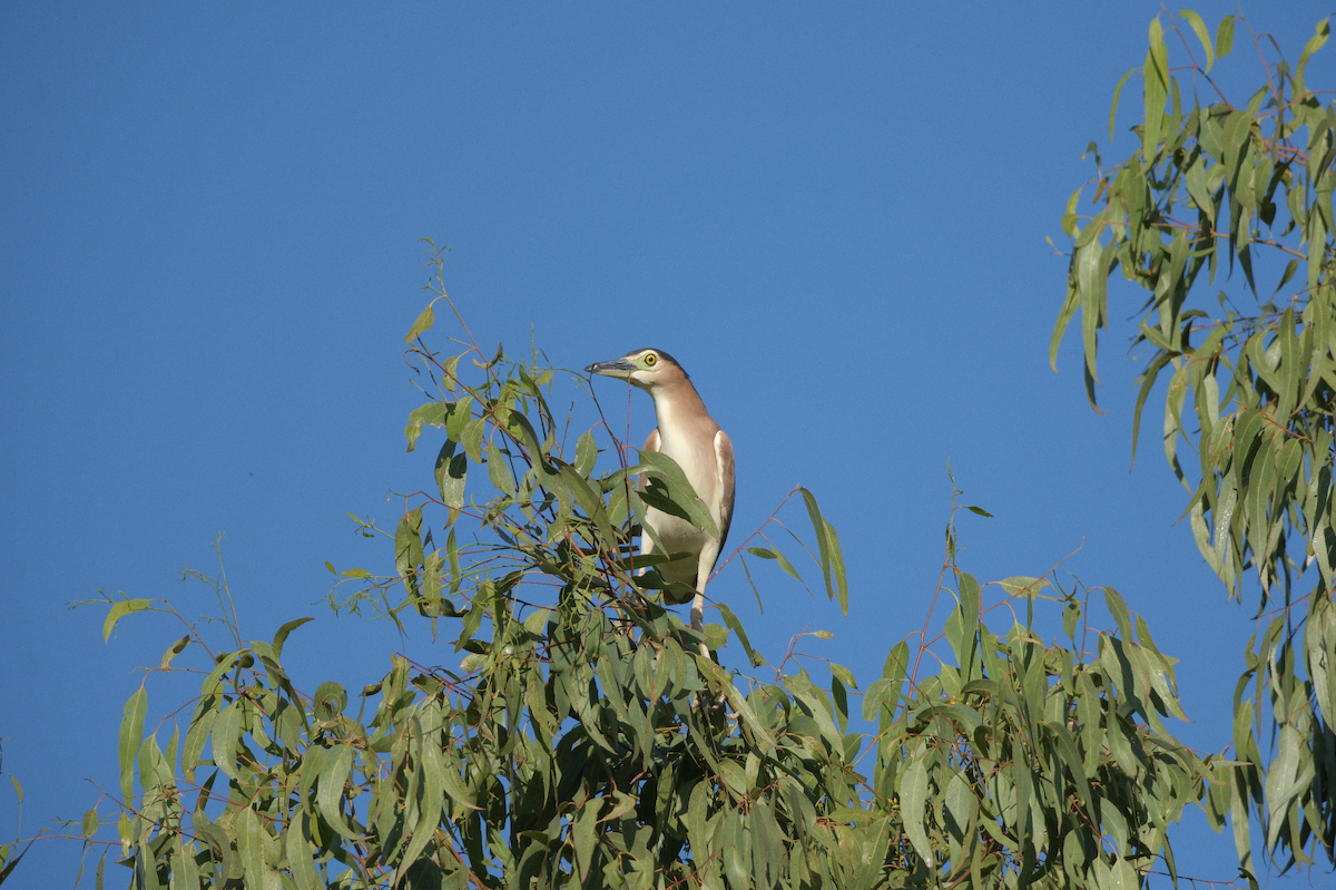 Nankeen Night Heron - ML618479246