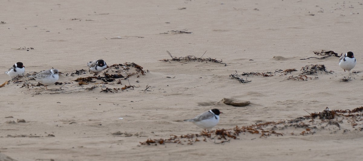 Hooded Plover - ML618479253