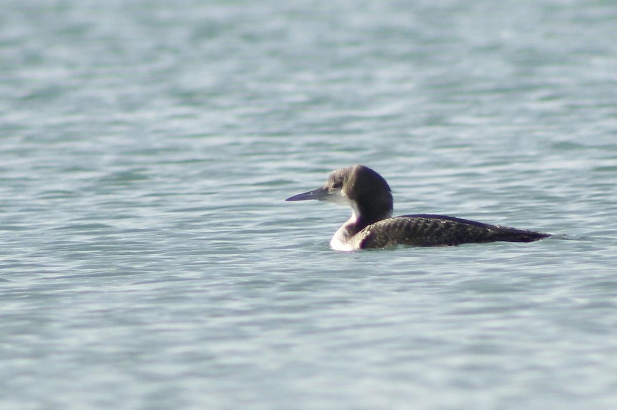 Pacific Loon - ML618479257