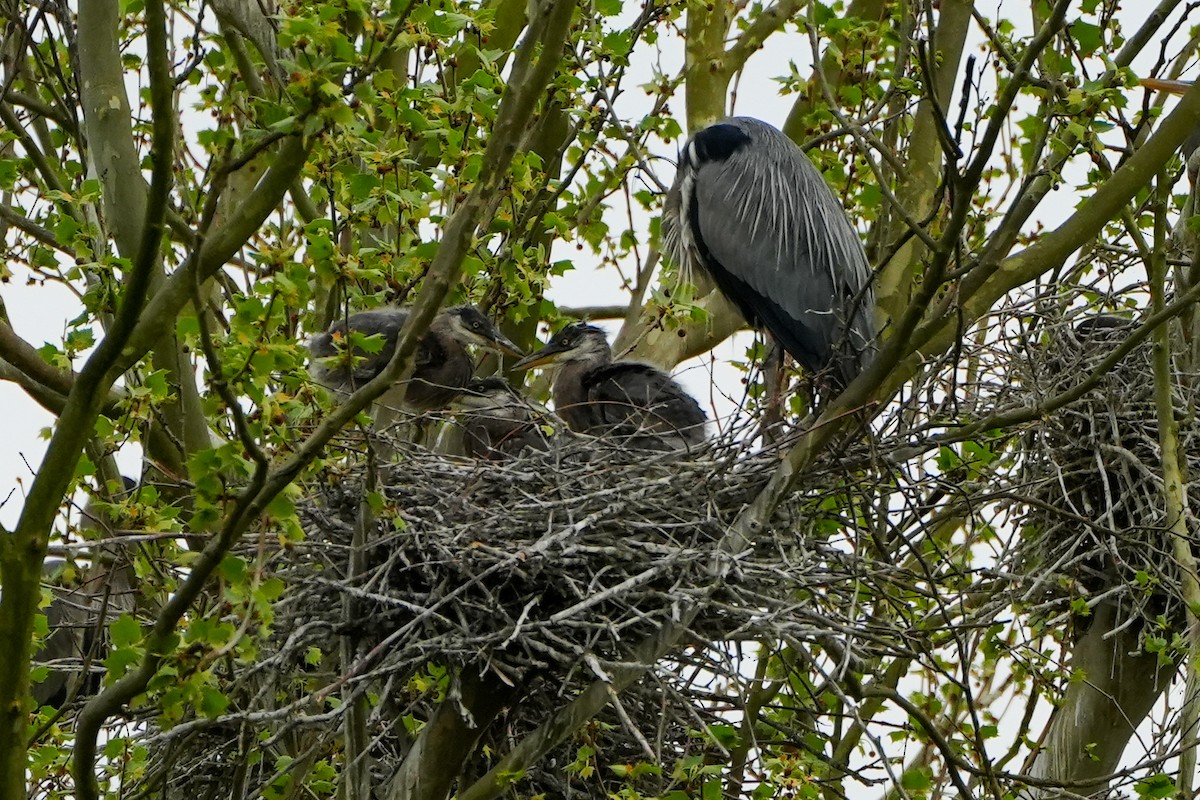 Great Blue Heron - ML618479279