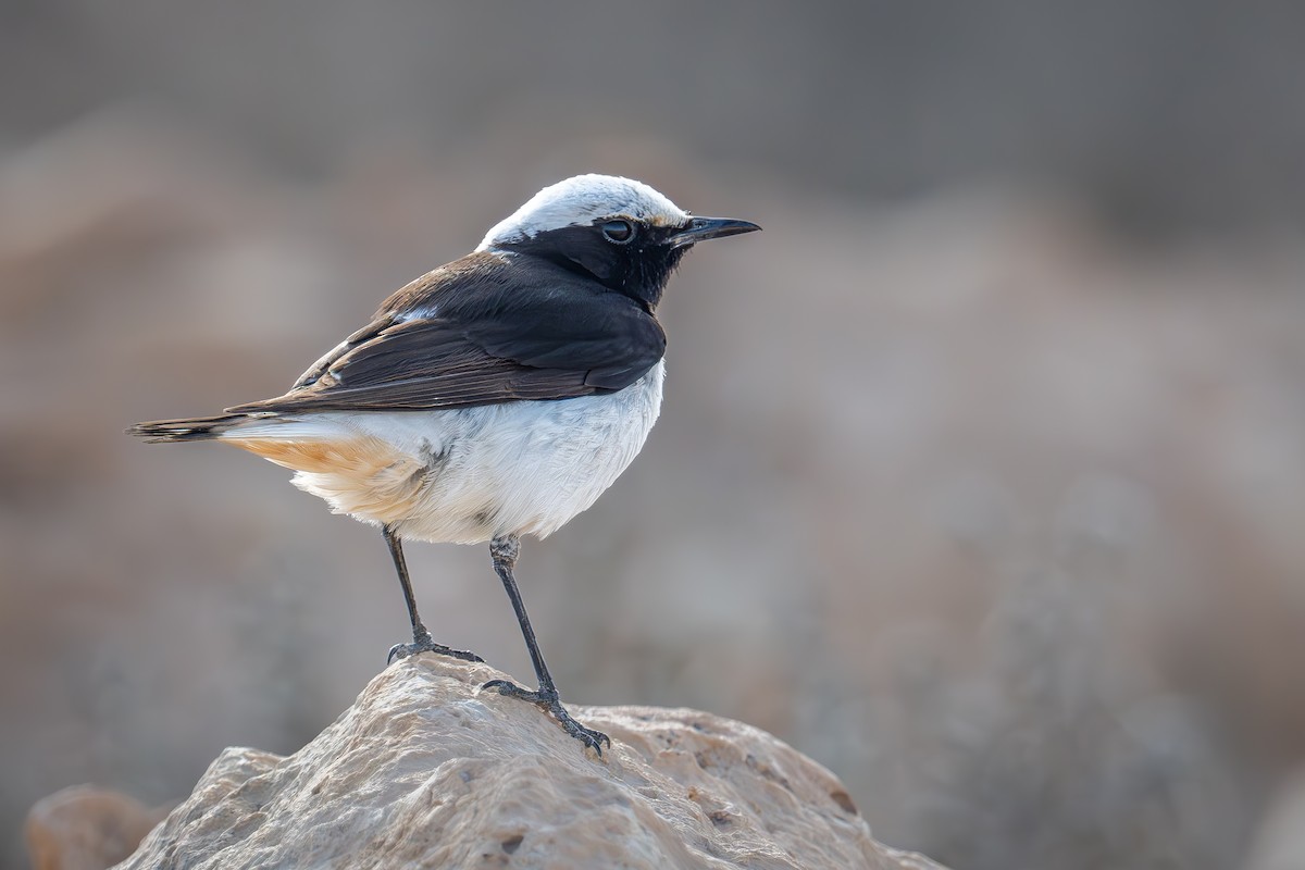 Mourning Wheatear - Uriel Levy