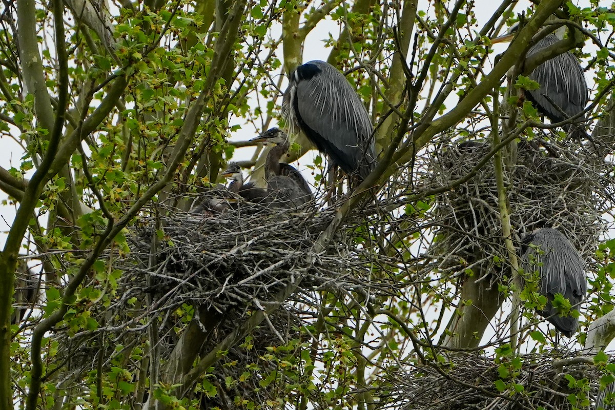 Great Blue Heron - ML618479288