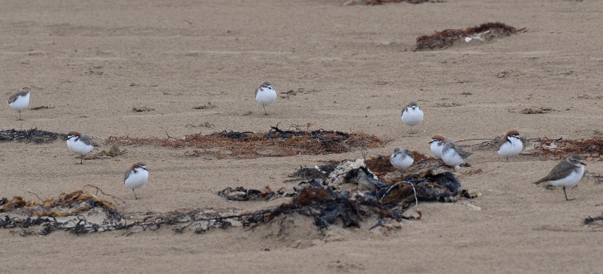 Red-necked Stint - ML618479310