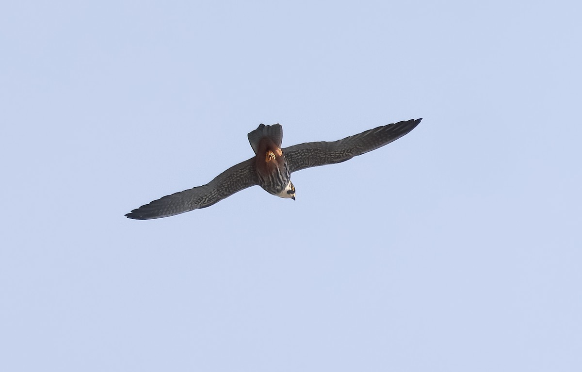 Eurasian Hobby - Edna Mosand